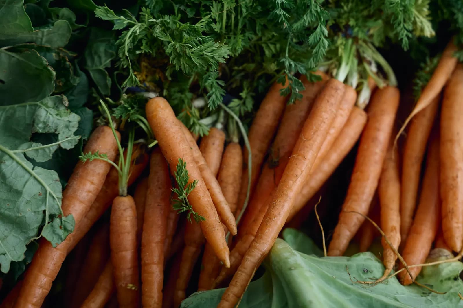 Bunches of carrots with their green tops on