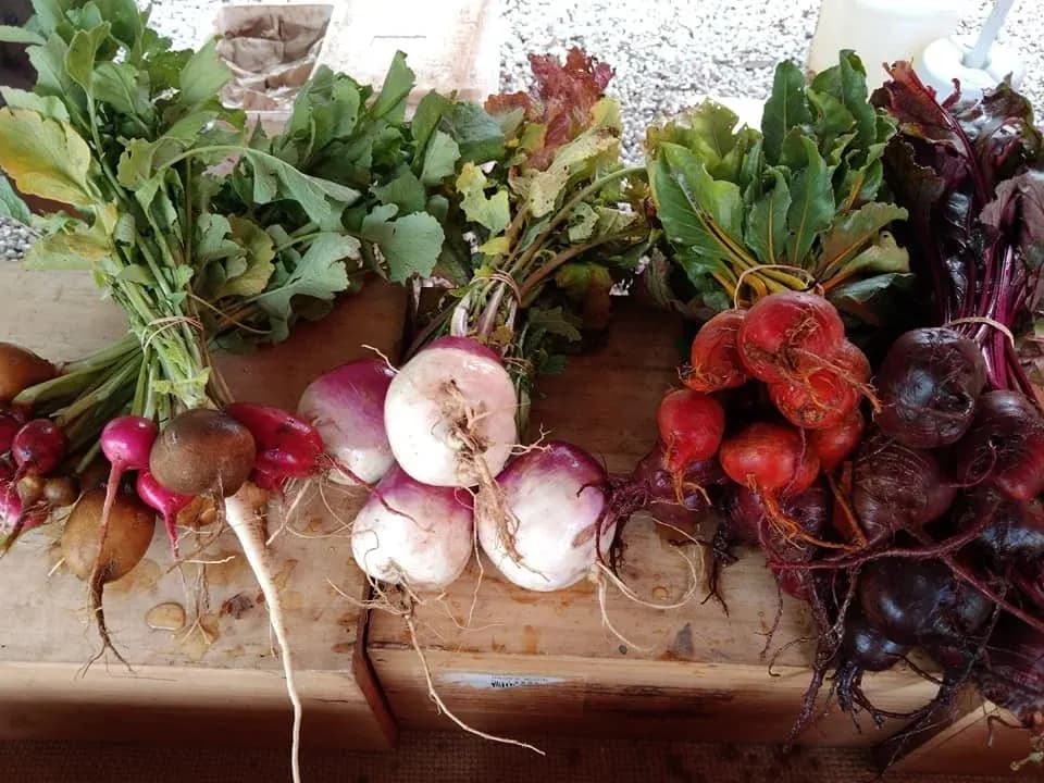 Radishes and beetroot at the Creswick Market