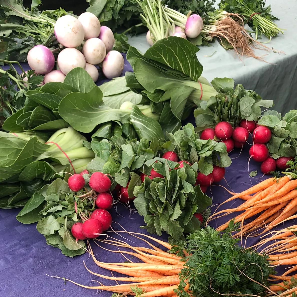 Radishes, turnips and carrots on a stall at the Berwick Farmers Market